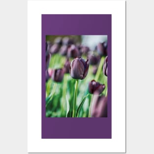 Black Tulip Posters and Art